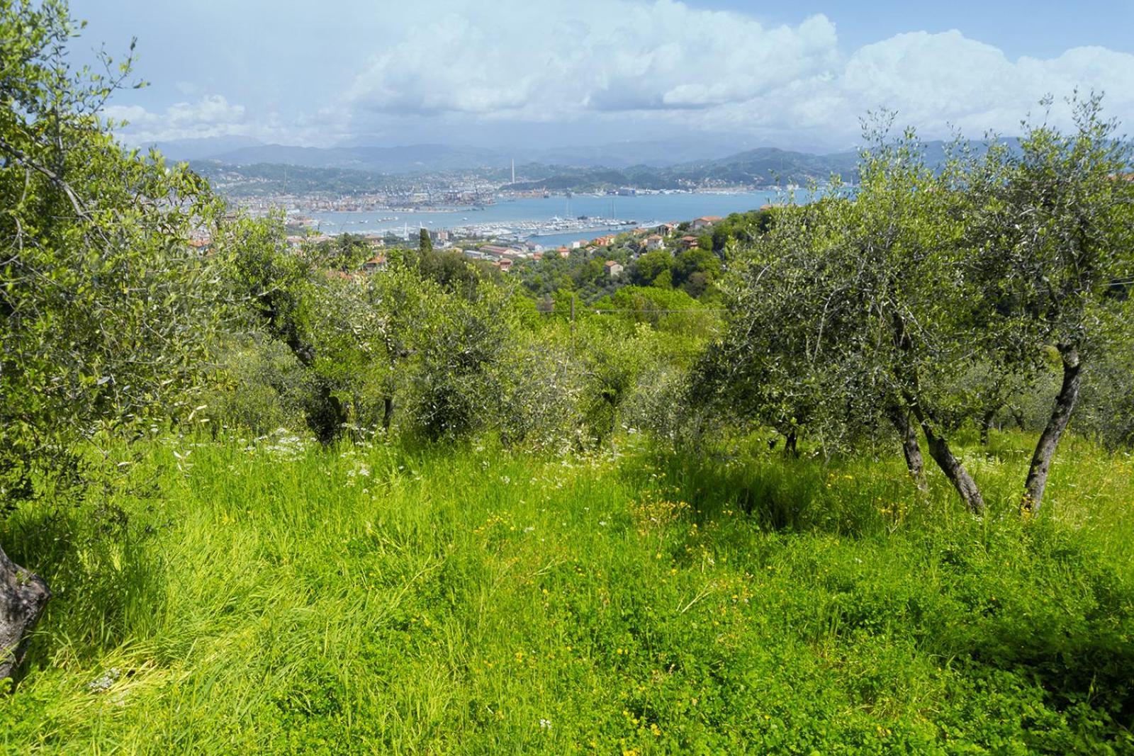 Апартаменти Gli Ulivi Sul Golfo E Le 5 Terre Ла-Спеція Екстер'єр фото